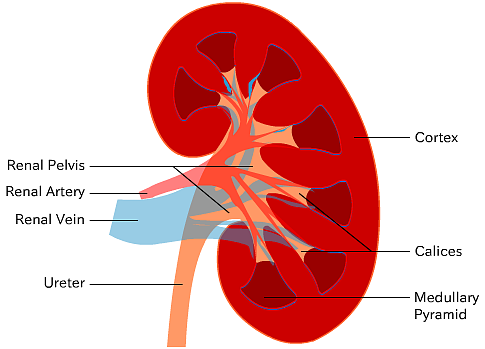 Kidney Diagram